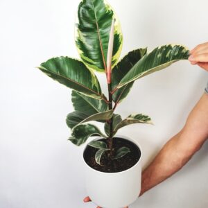 person holding green plant on white pot