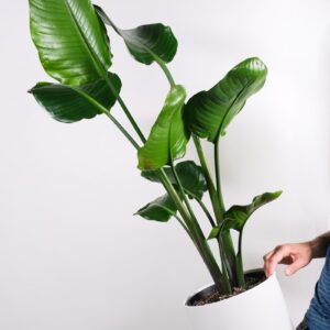 green plant on white ceramic pot