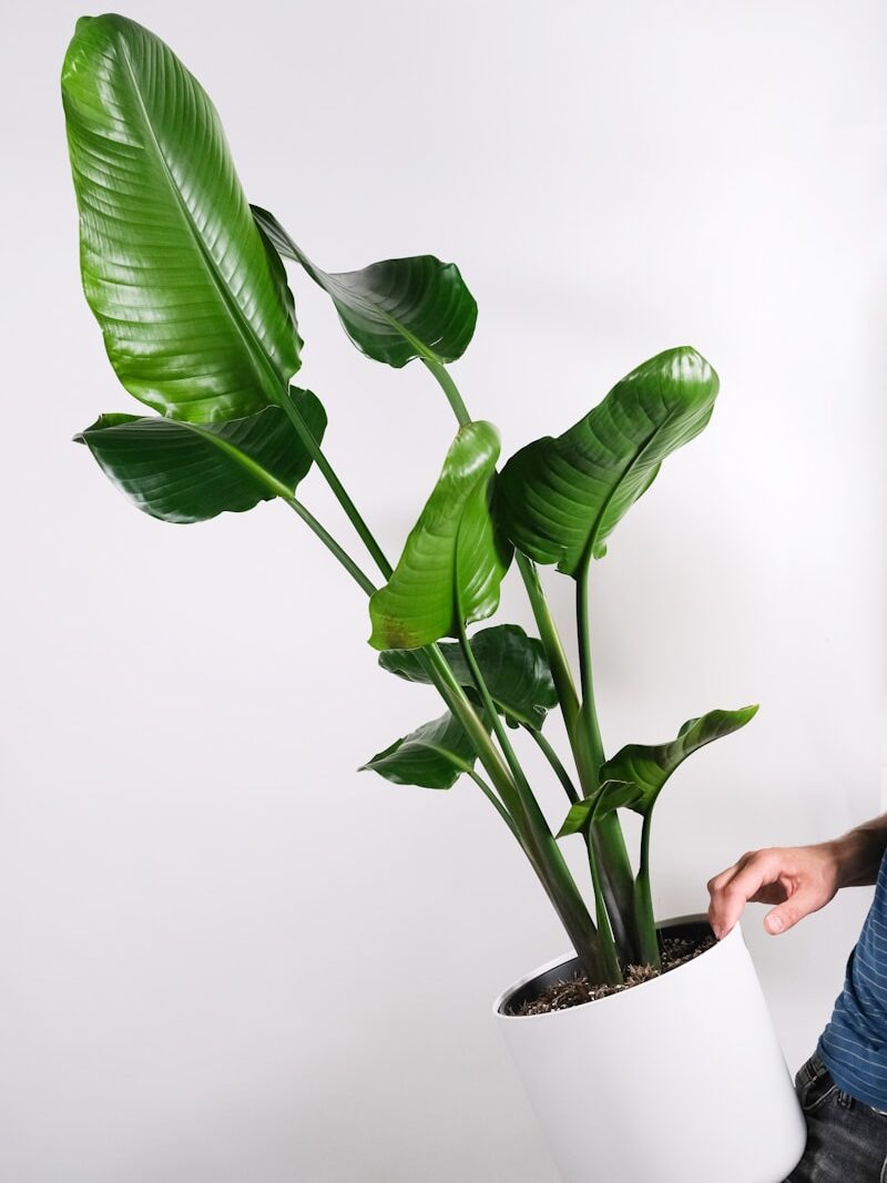 green plant on white ceramic pot