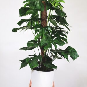 a person holding a potted plant in their hands