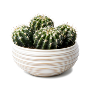 Echinopsis (Cactus Boule) – La Géométrie Parfaite