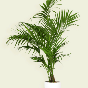 Palmier Kentia – L'Élégance de l'Époque Victorienne
