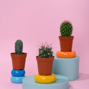 Trio de Cactus Classique – La Collection Curiosité