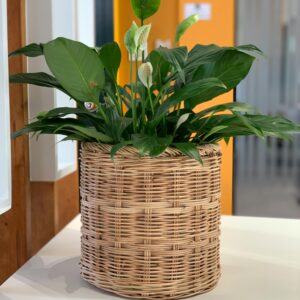 Spathiphyllum – Fleur de Lune