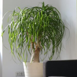 Beaucarnea Recurvata – Le Pied d’Éléphant Sculptural