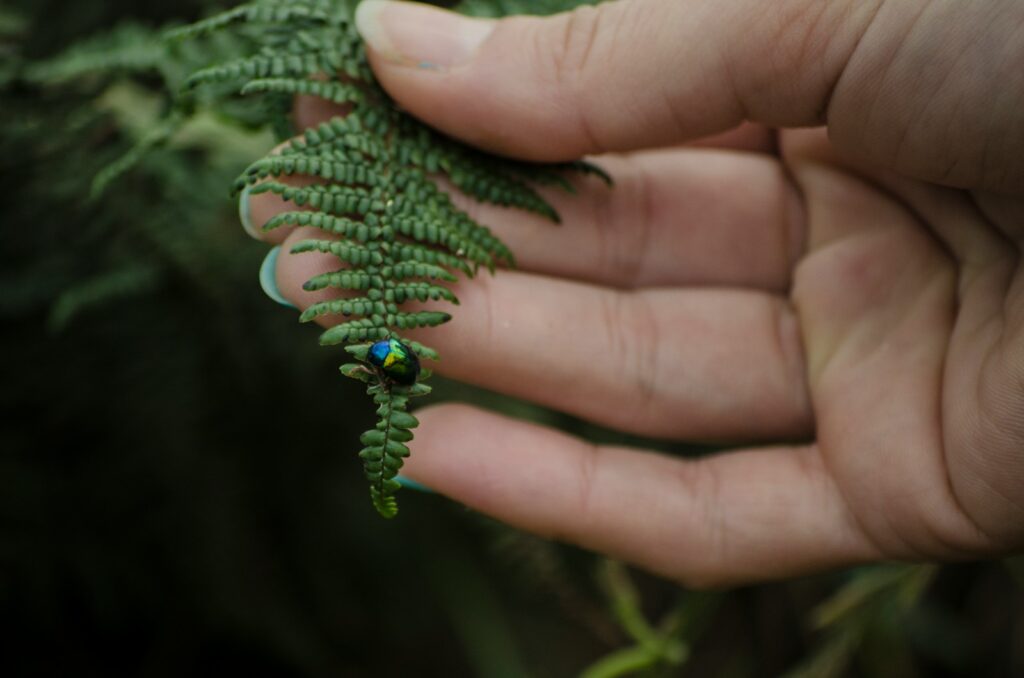 black and blue bug on leaves